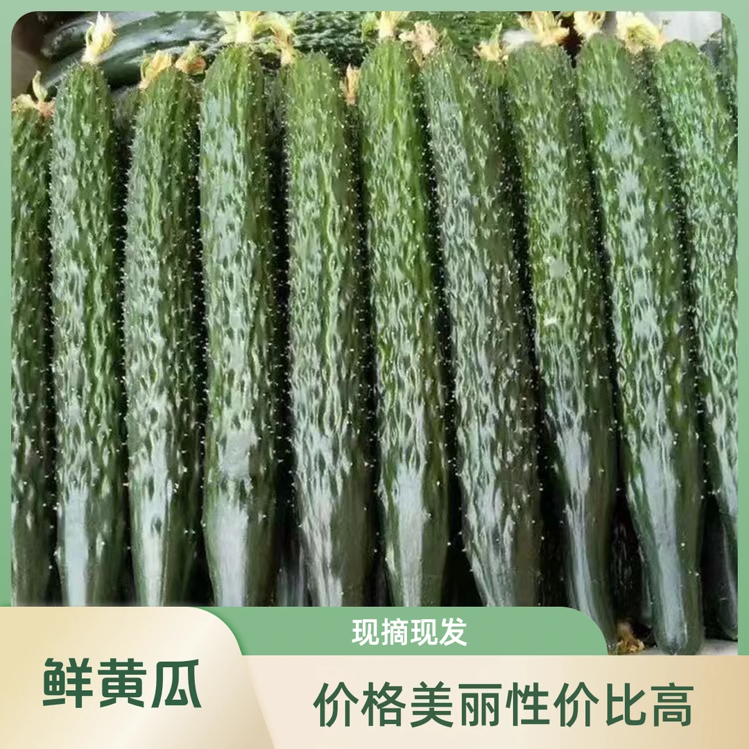 【头茬黄瓜】新鲜绿心黄瓜露天新鲜种植美味爽口多汁生吃刺黄瓜蔬菜