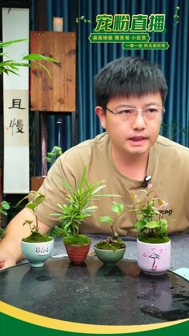 无花朵美****师苔藓微景观864号