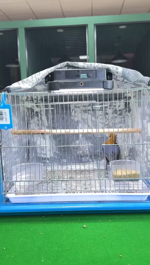 27号橙头老毛养笼0元起拍