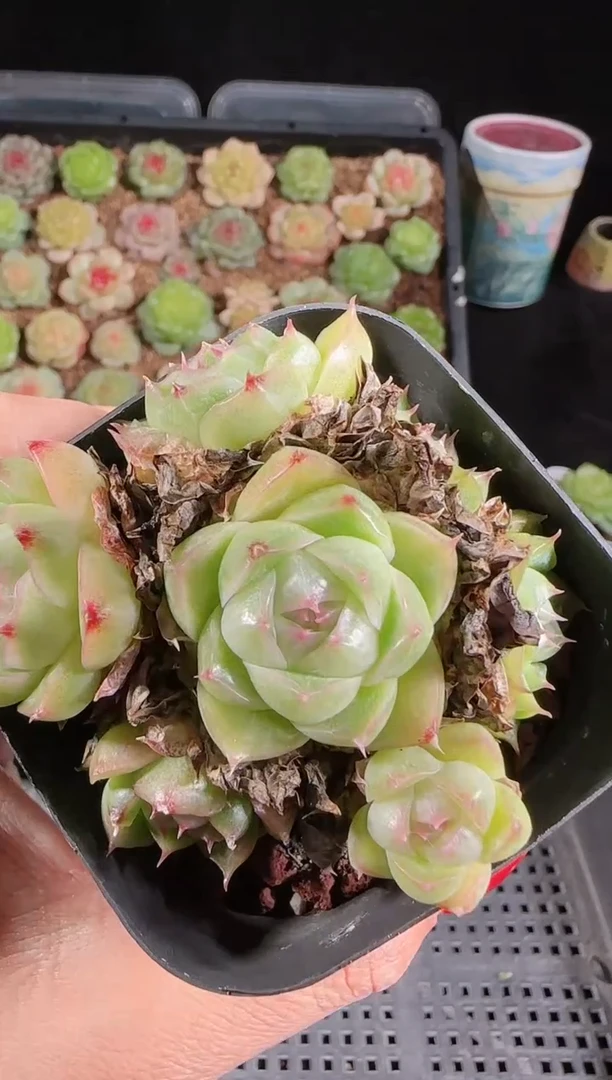 1103-105麦秆群不包整