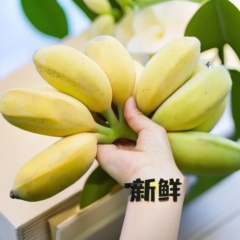 【苹果蕉】广东苹果蕉粉蕉应季水果农村超甜薄皮现摘新鲜香甜粉软糯