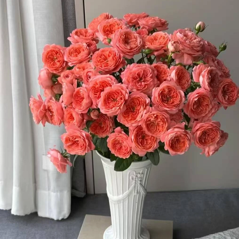 【如熙臻选】杏色果汁多头玫瑰