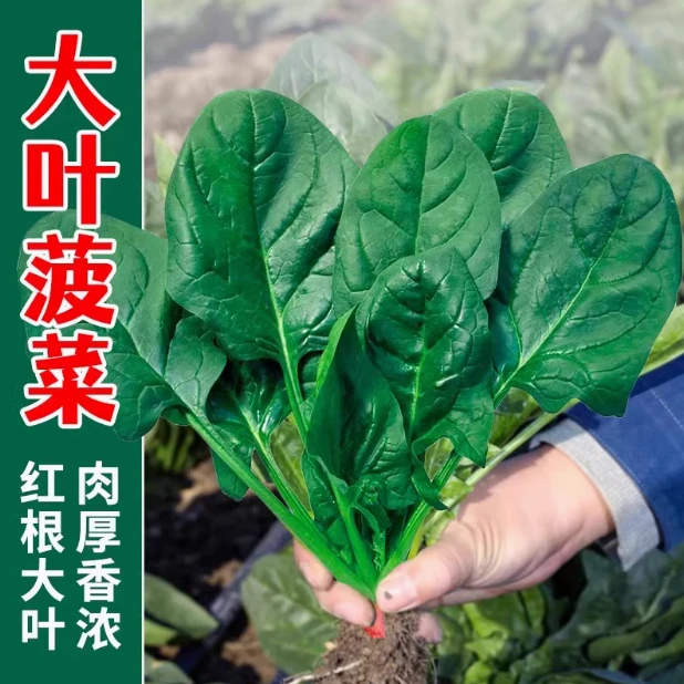 【全店满5元包邮】大叶菠菜种子四季菠菜籽阳台盆栽蔬菜种子秋冬播