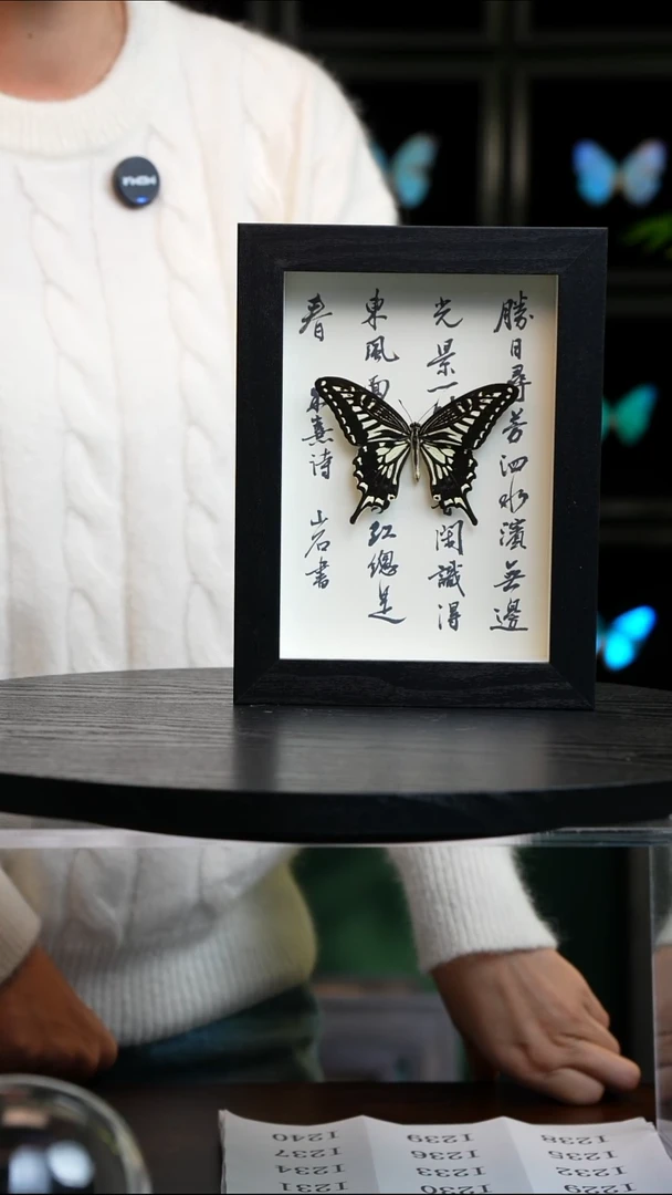 微瑕蝴蝶标本摆件一口价I219