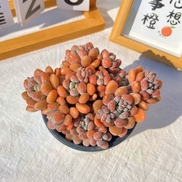 木糖醇多肉植物绿植花卉好室内外养殖客厅盆栽颜色漂亮花带盆带土