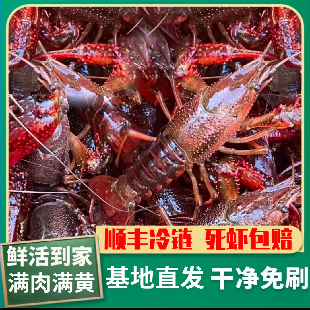 （永修）清水鲜活龙虾8.8钱炮头特大3斤5斤整箱商用批发新鲜稻田虾