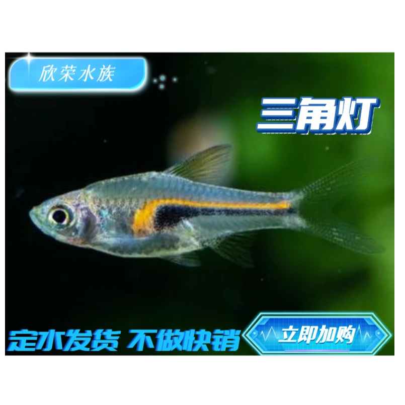 三角灯鱼紫三角灯金三角正三角苏门答腊灯科群游热带观赏鱼活体鱼