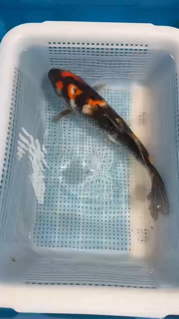 锦鲤秒拍秒付，占单飞机票B-8