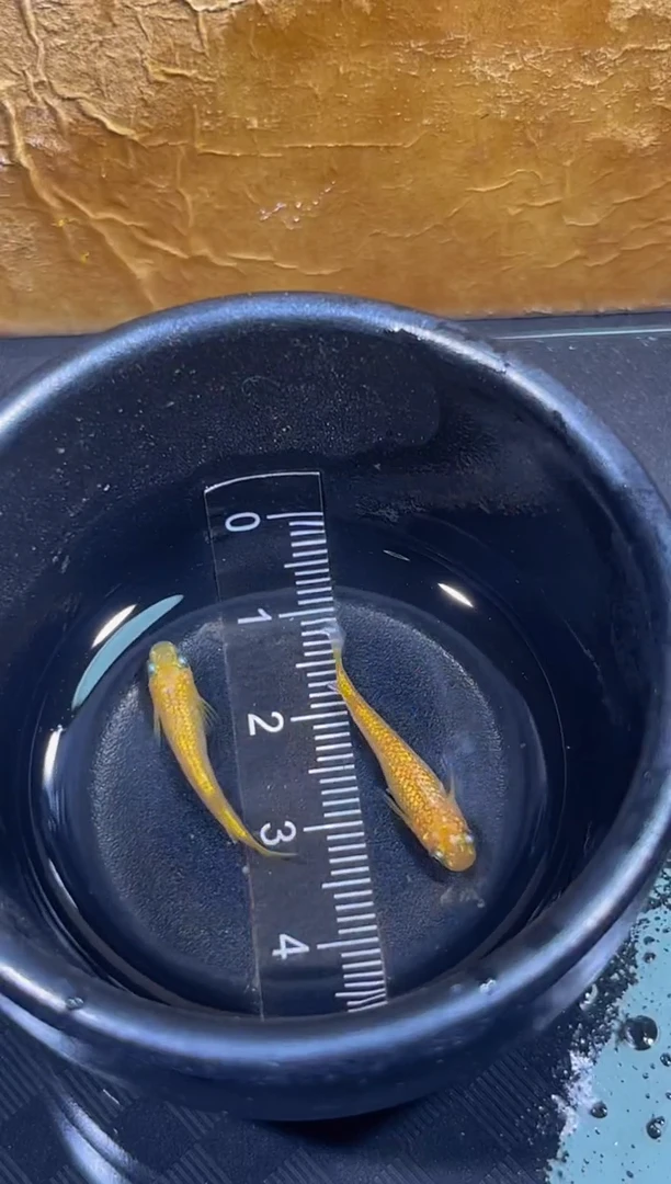 青鳉鱼观背青鳉一物一拍6