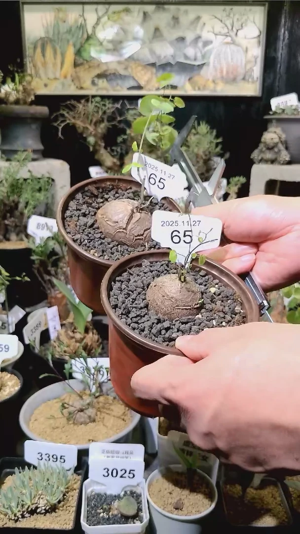 65号1127福利南非龟甲龙买一送一