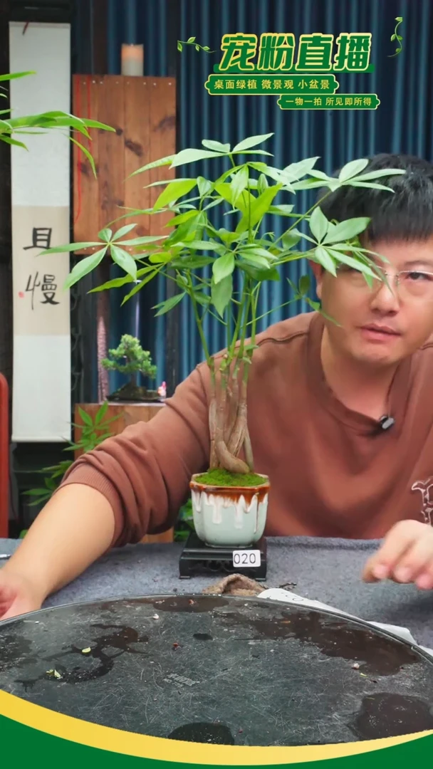 无花朵岛****`苔藓微景观020号