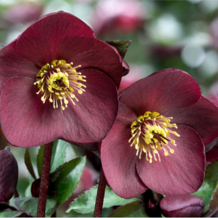 虹越 | 铁筷子“虞美人”2加仑 冬日玫瑰高端室内外耐寒花卉