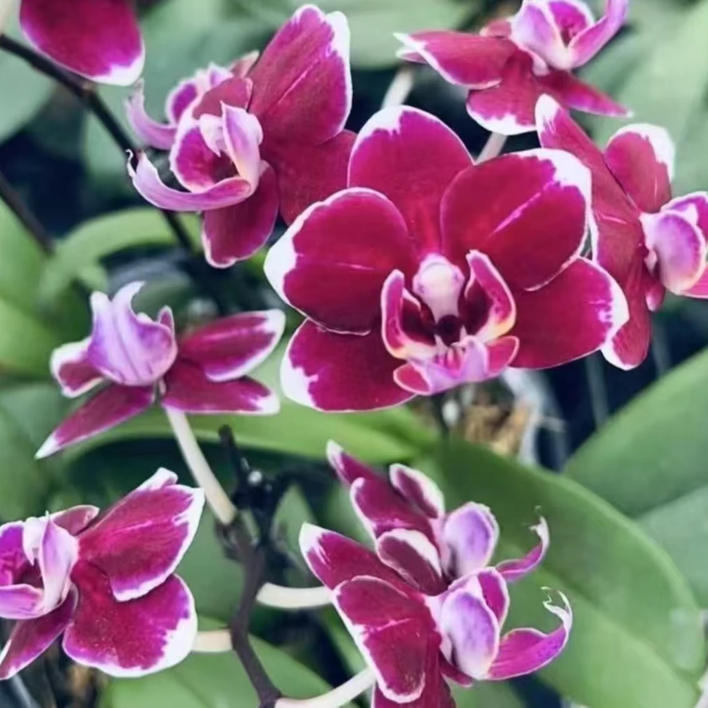 蝴蝶兰【巧克力】高端花卉 客厅美观 基地直发