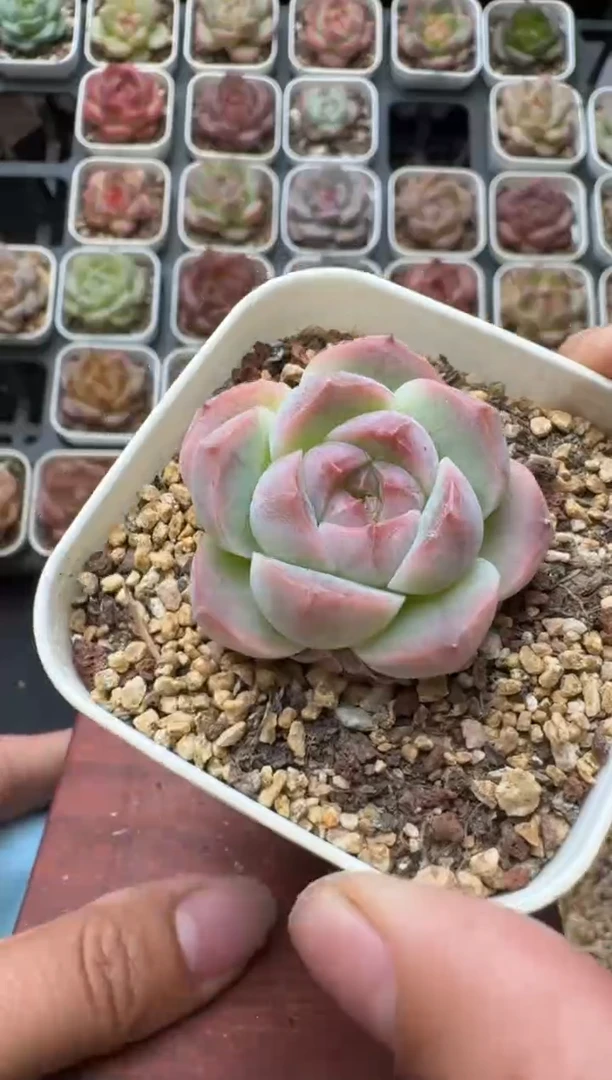 635S带盆土发 当场拍3颗以上包柚 多肉植物 一物一拍