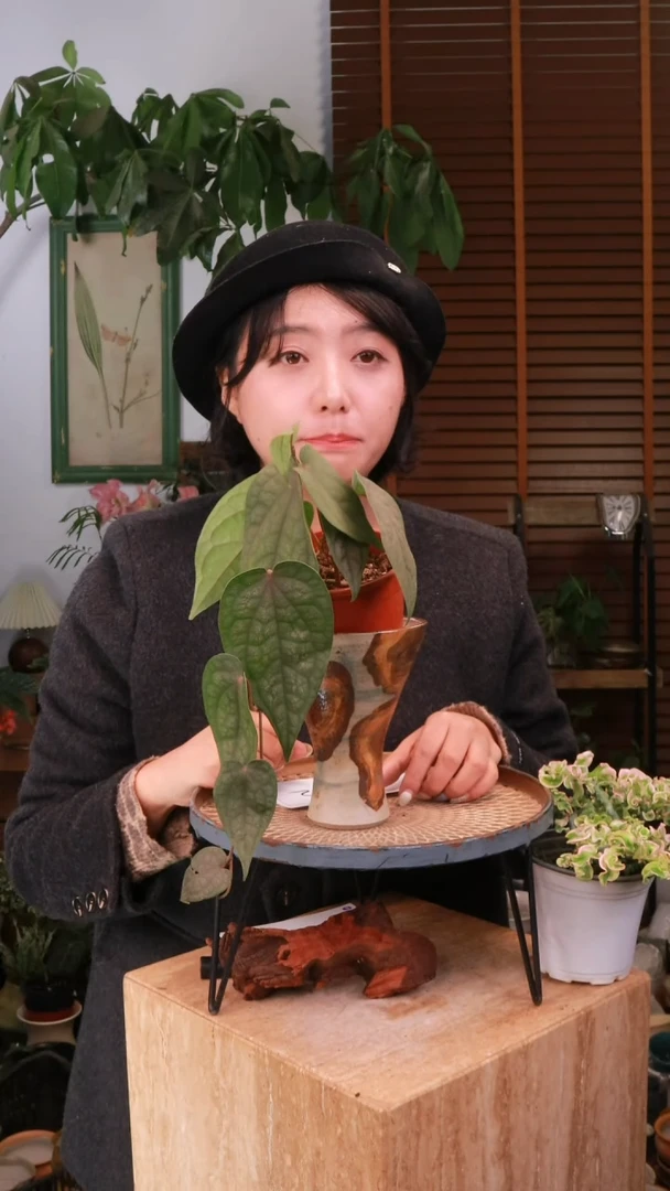 无花朵咧****? 金属胡椒