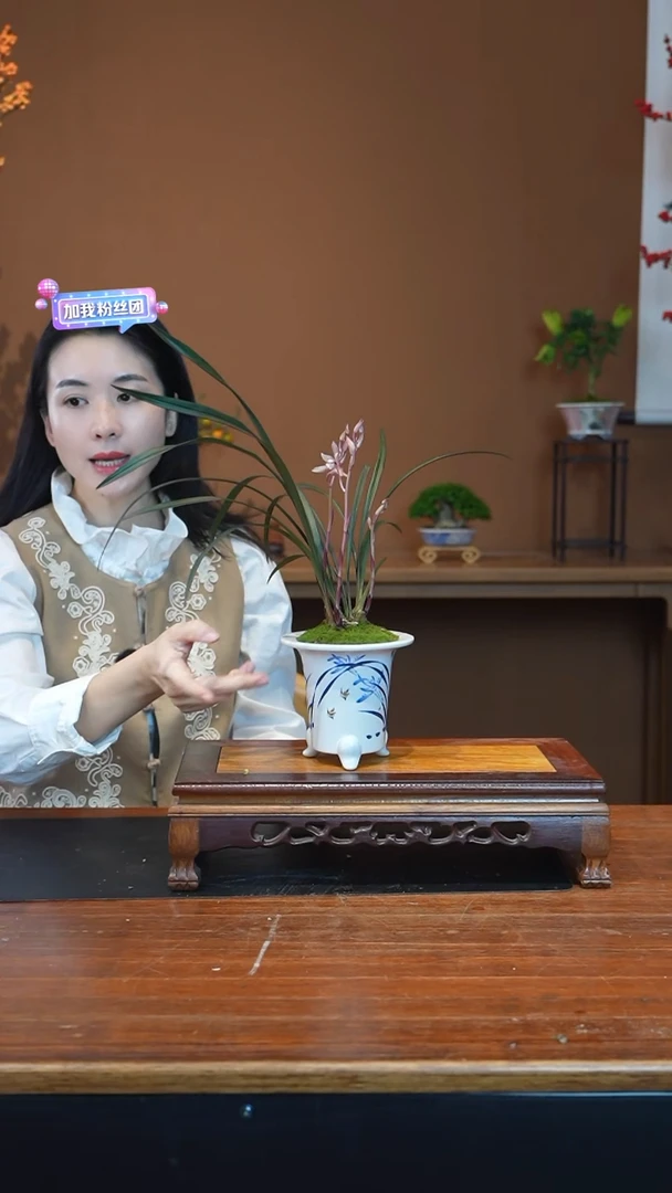 全部花朵小红草盆景盆景盆景