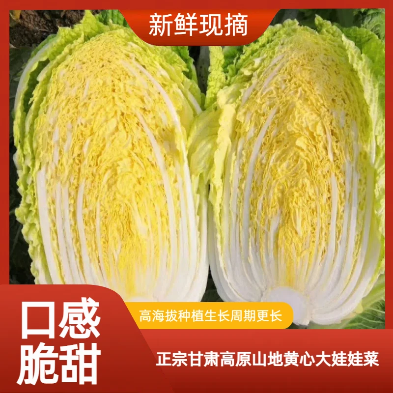 甘肃高原精品霜冻黄心娃娃菜新鲜健康鲜甜无筋无丝5/9斤装包邮