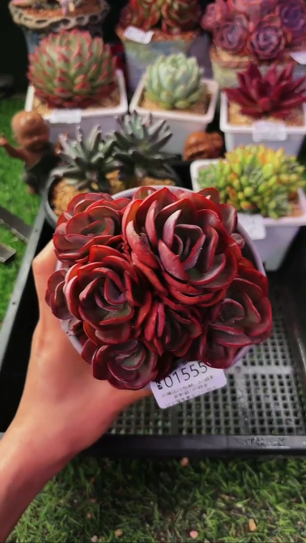 昆明印象多肉01555