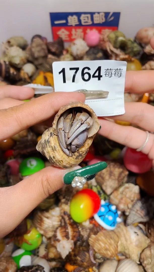 陌派甄选寄居蟹1764