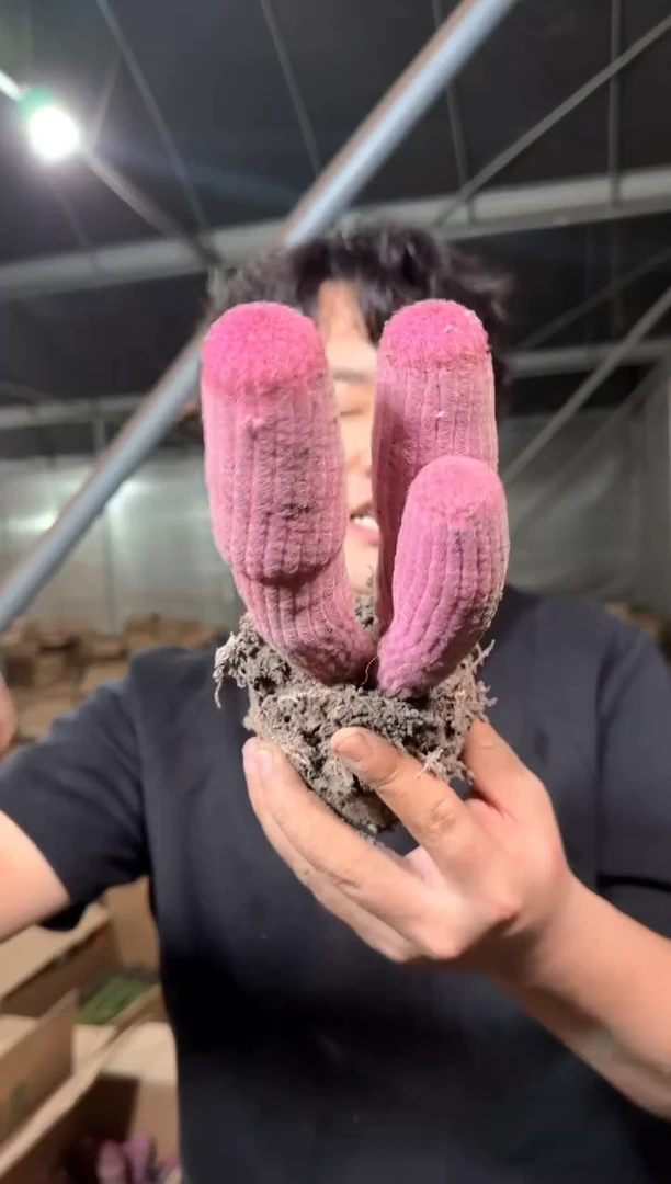 实生根 3头起 糖心红太阳