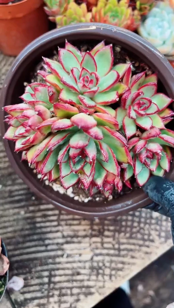 ?**斯多肉植物一物一拍14163