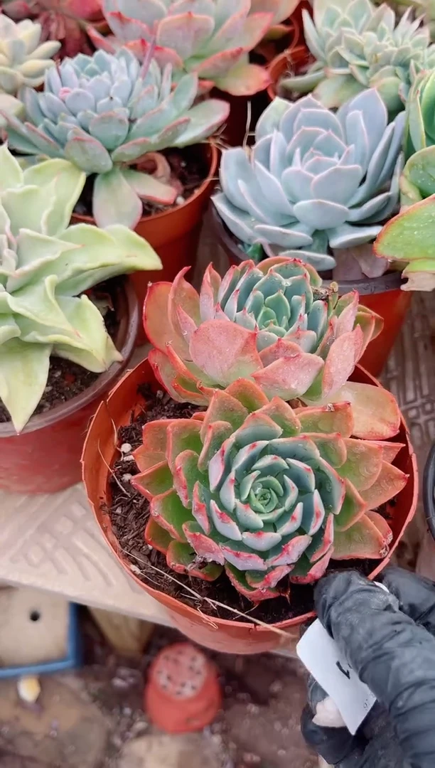 小*光多肉植物一物一拍19121