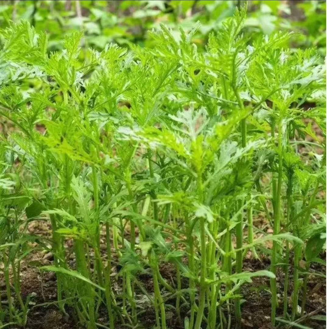 【全店满8包包邮】小叶茼蒿种子