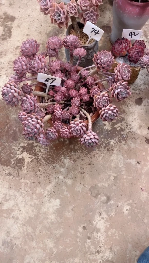 【闪购商品】89号￥28