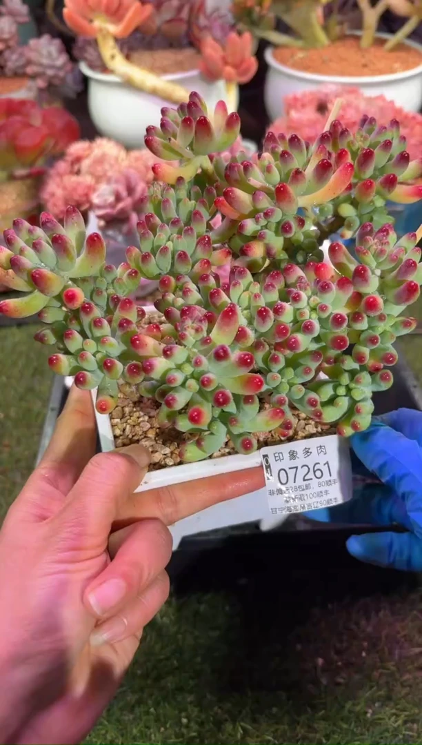 【闪购商品】07261