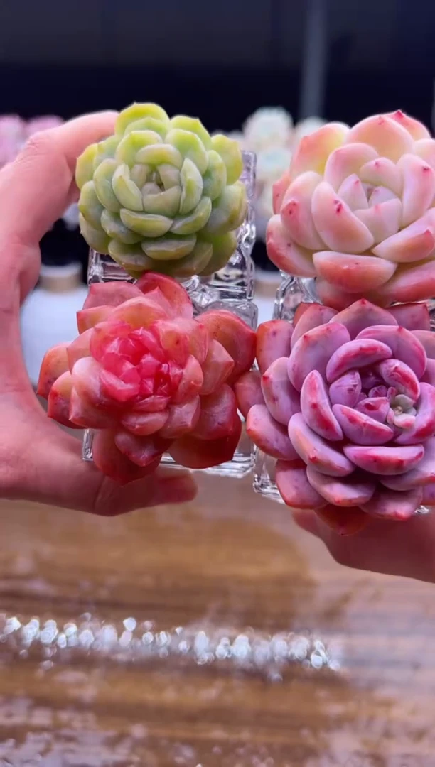 【闪购商品】无土栽培  D版套餐四颗 带四个玻璃杯