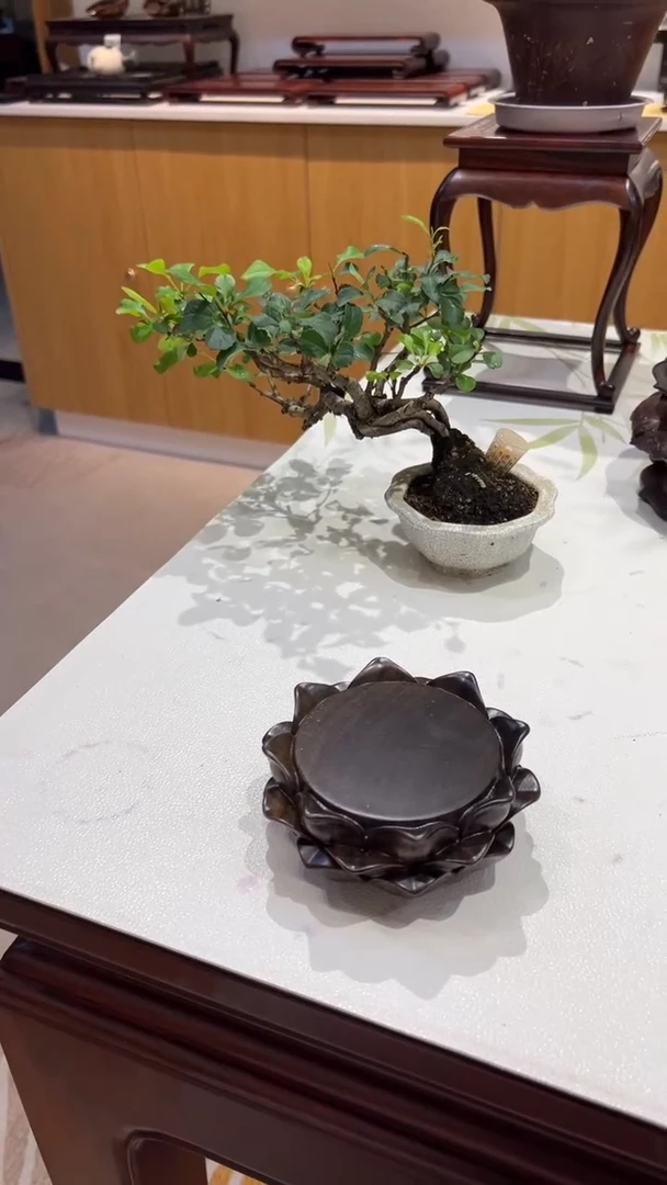 1紫砂紫砂紫砂紫砂紫砂