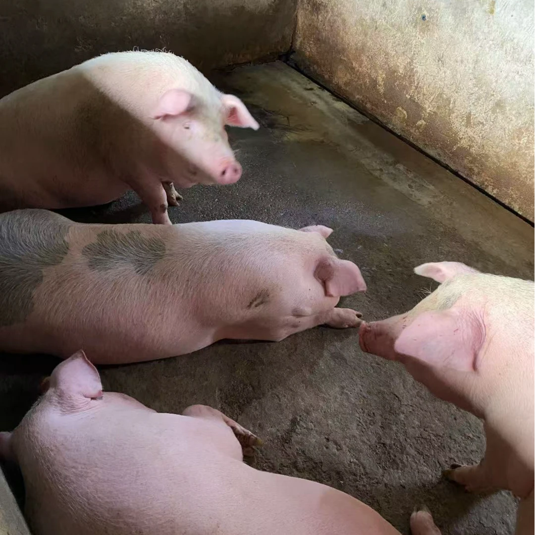 农家新鲜猪肉【猪头骨】去皮