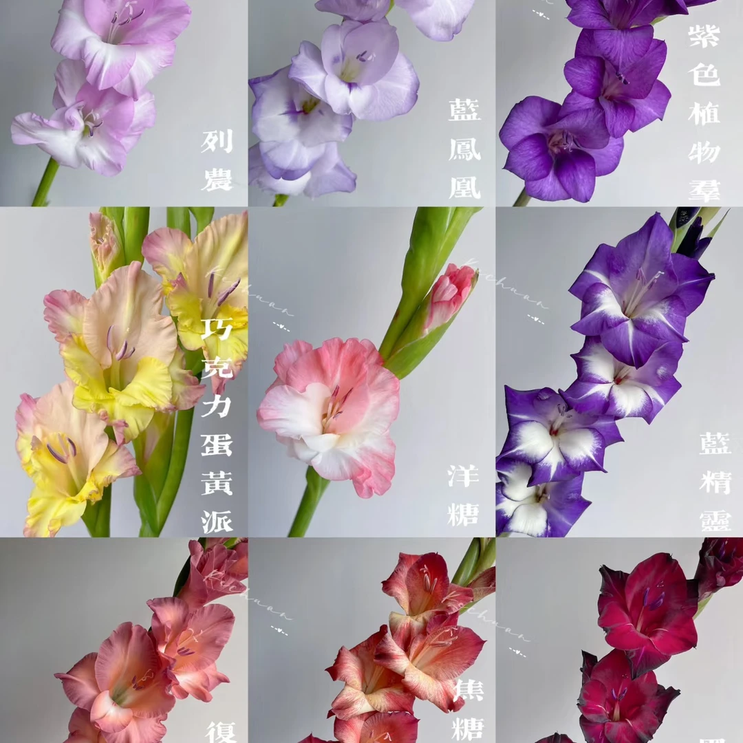 【狄马的花】剑兰系列