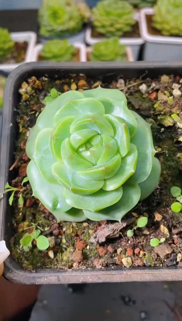 105新珍妮一物一拍