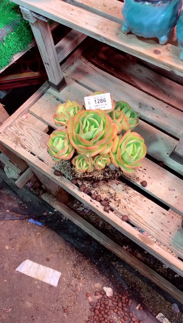 泡*1286——生鲜绿植不支持7天无理由退货