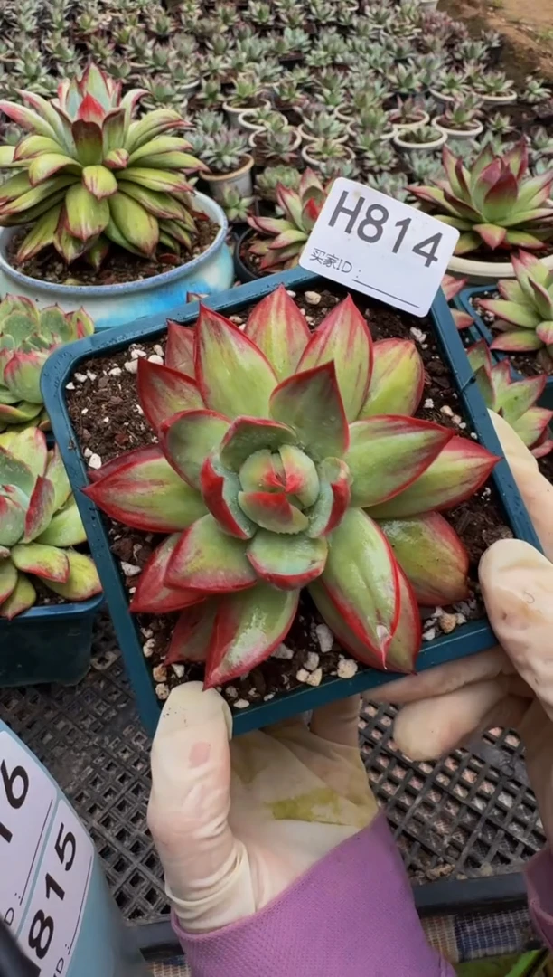 橘**?H814惊鸿仙子（裸根发货）