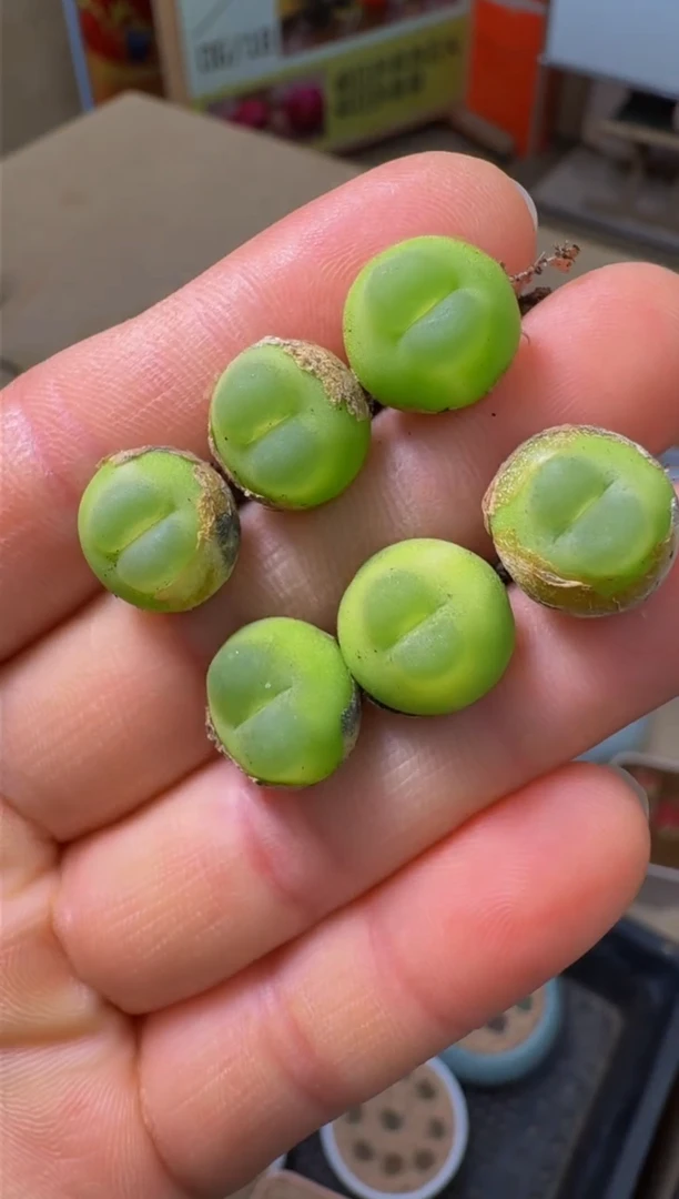 疯狂多肉石头314桃尻娘拉登一颗