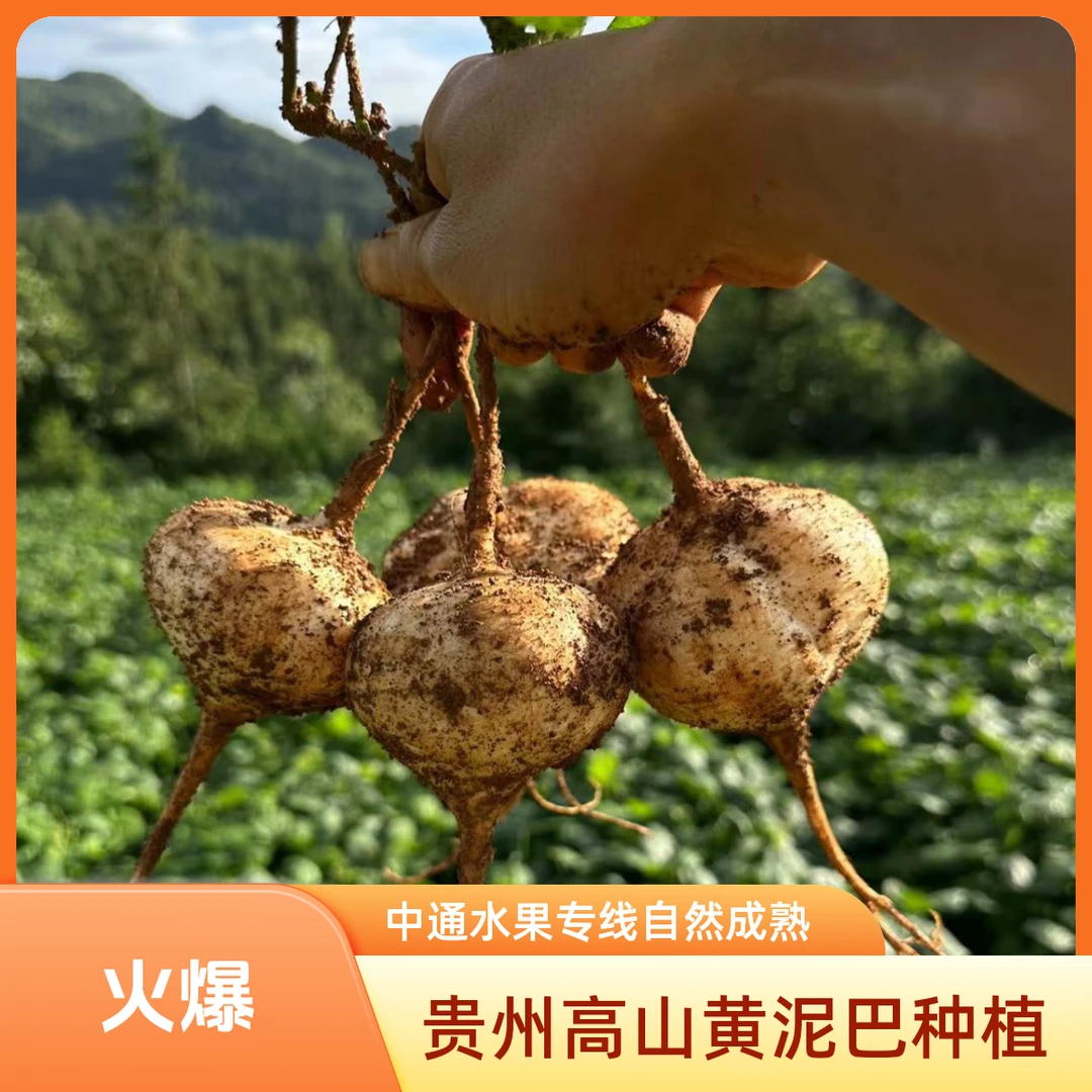 贵州高山黄沙土种植·凉薯·地瓜·水果地萝卜新粉福利大中小混装