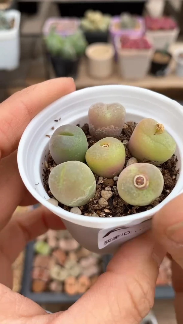 【闪购商品】6877直播一物一拍