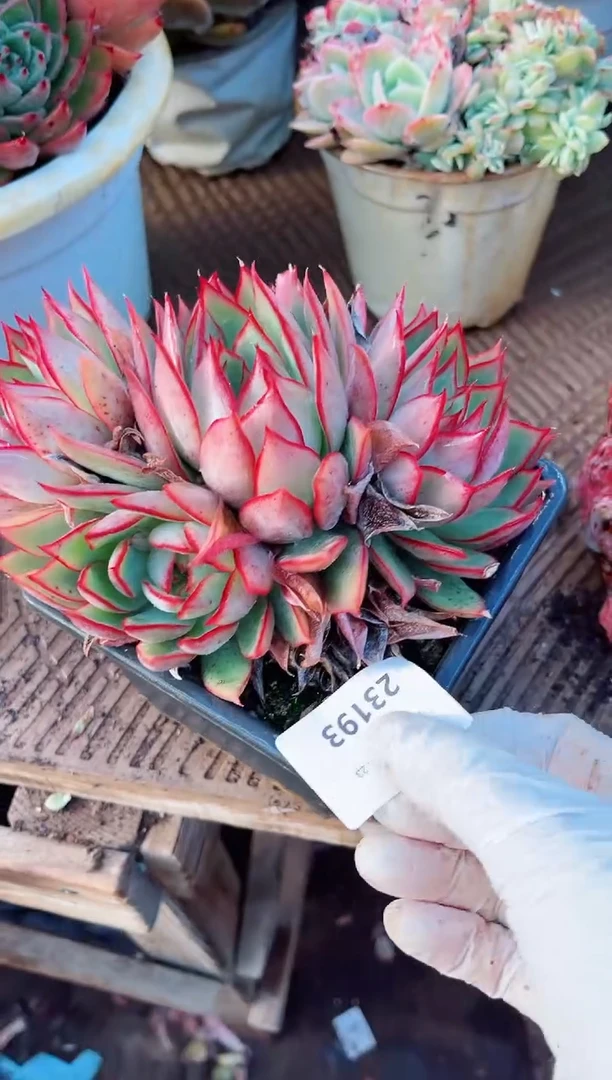 【闪购商品】23193