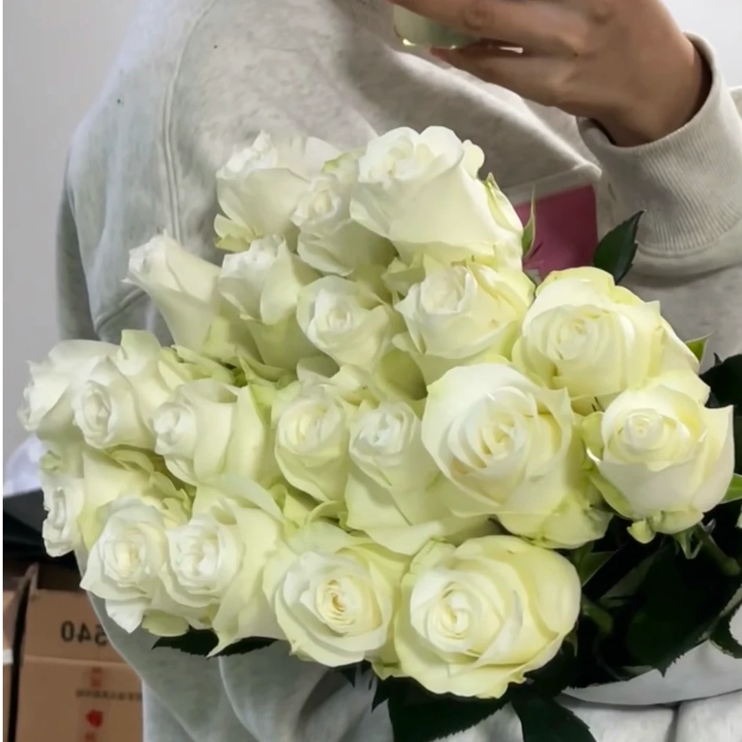 露天月季骄傲 切花品种 多头花 抗病耐寒耐热 新手好养