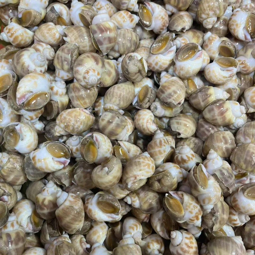 鲜活养殖黄螺1.5斤