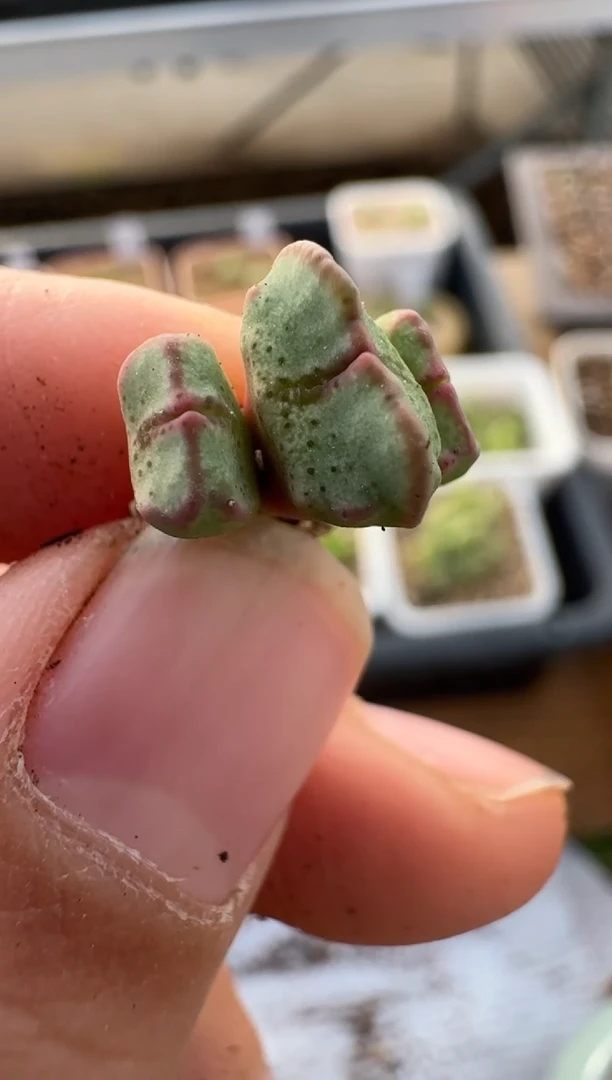 【闪购商品】2.5-225