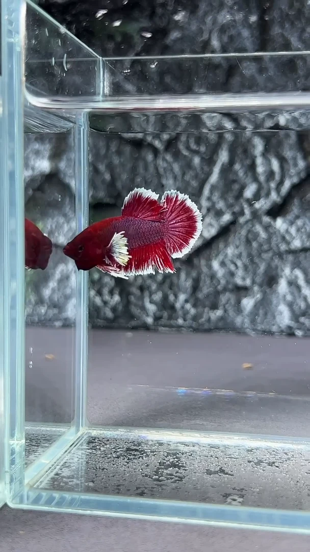 斗鱼竞拍链接A097