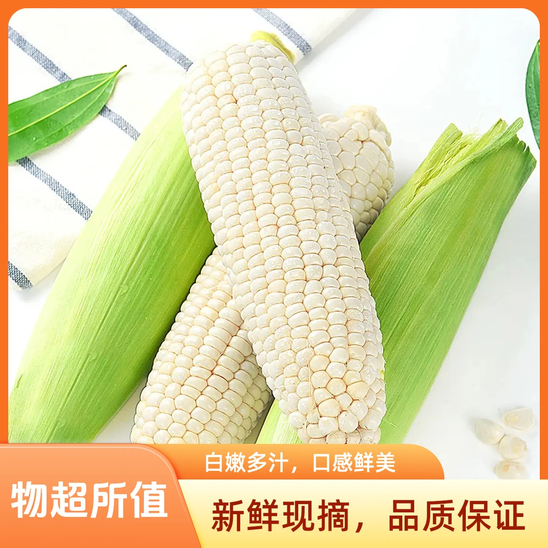 甜糯白玉米云南版纳糯包谷5斤约5-7根现摘现发次日送达顺丰包邮白糯玉米云南省