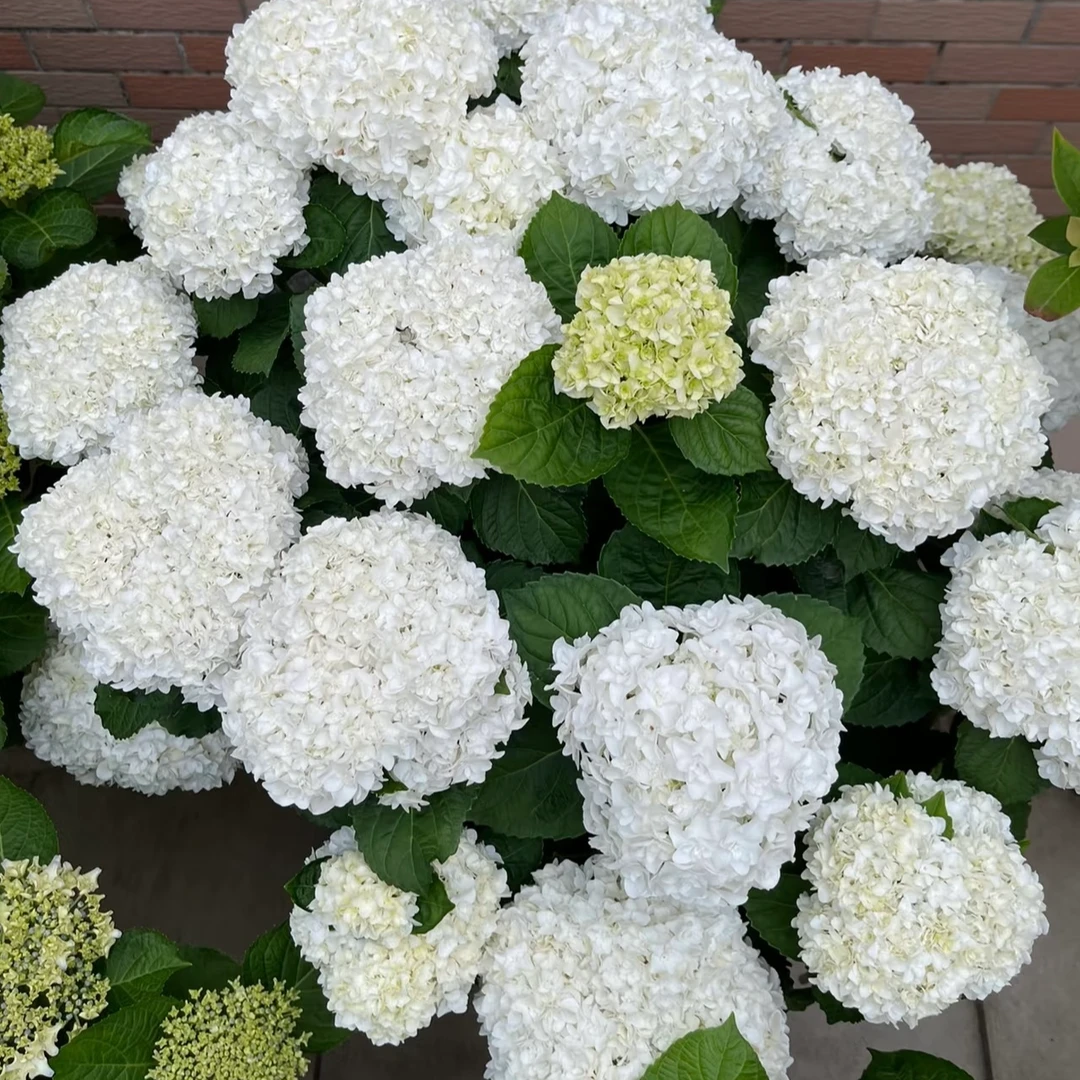 《安妮公主》白色重瓣大花球新老枝开花绣球花期长花园庭院花卉