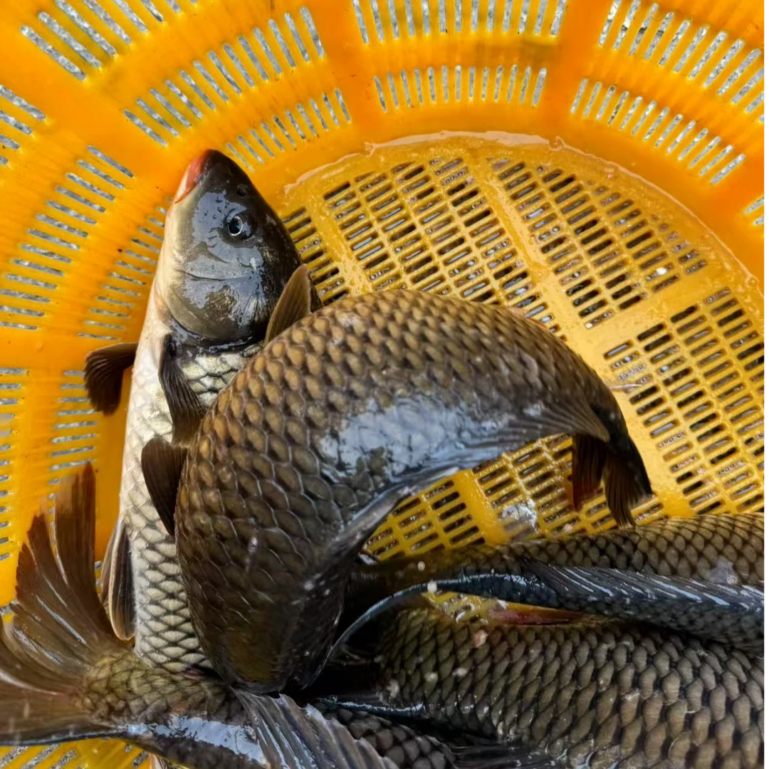 3-4斤大鲤鱼活体发货