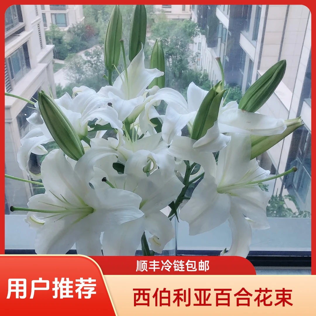 西伯利亚香水百合3头（顺丰冷链包邮