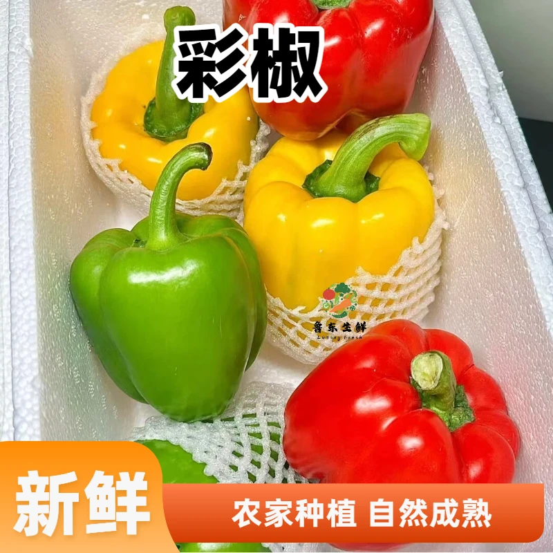 【网红同款】寿光五彩椒甜椒圆椒太空椒柿子椒灯笼椒不辣蔬菜发快递