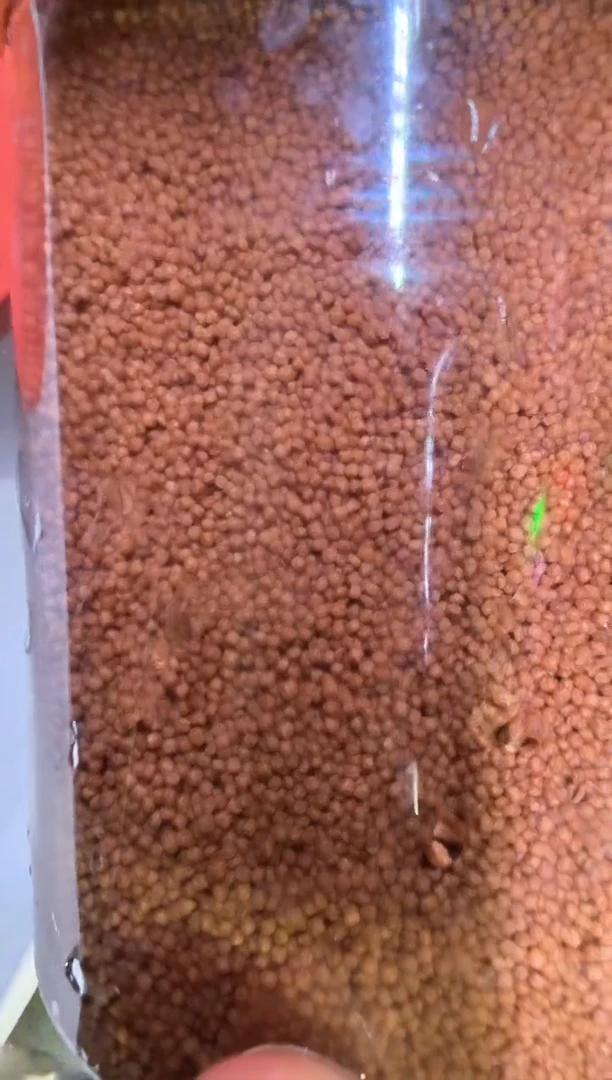 鹦鹉鱼  鱼粮 1斤